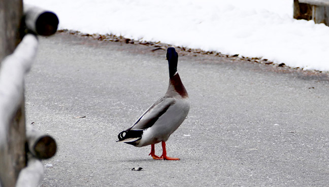 20160309-d-wpz-Ente---1